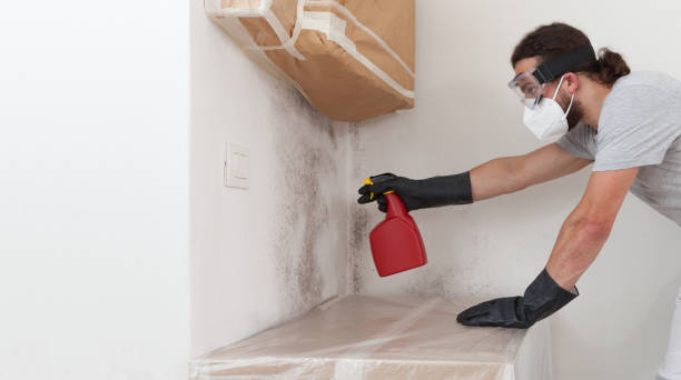 Professional Basement Mold Remediation technician working in Fulton, KY